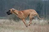 DOGUE ALLEMAND 690